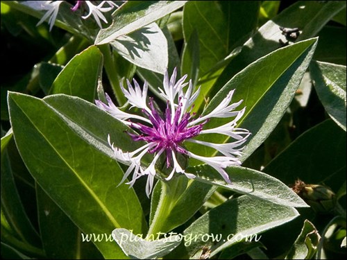 The long tubular ray flowers are white and the center disk flowers are purple. This picture was taken in July and only a few flowers remained at this time.